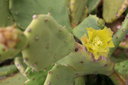 gal/cro 08/_thb_small-IMG_4578.JPG